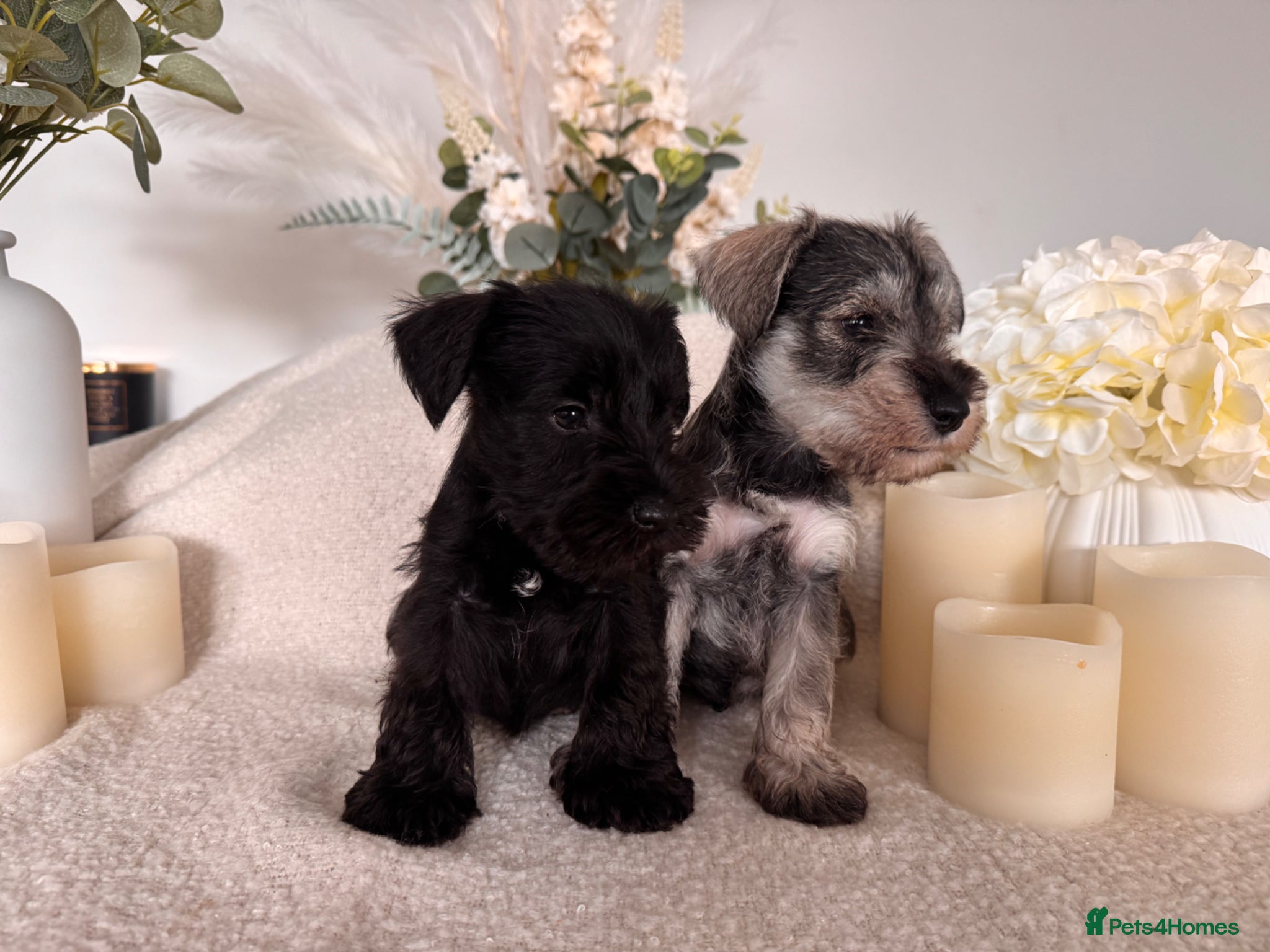 Miniature Schnauzer dogs Miniature schnauzer  - Advert 6