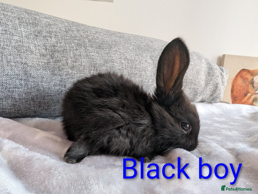 Mini Lop rabbits for sale: Mini lop baby rabbits  - Image 4
