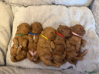 Cockapoo dogs - Advert 6