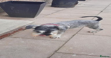Miniature Schnauzer dogs - Advert 14
