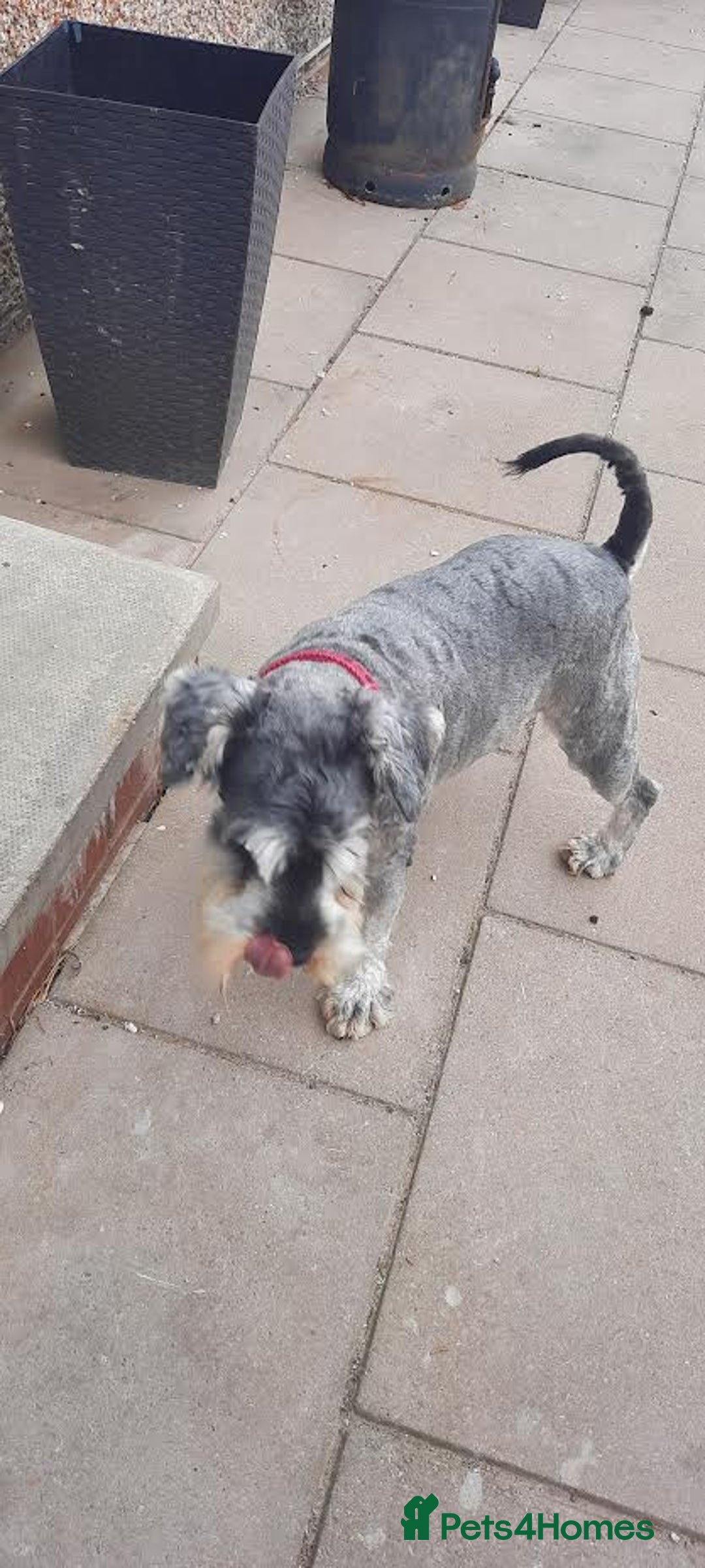 Miniature Schnauzer dogs for sale: Miniature Schnauzer girls - Image 2