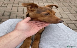 Jack Russell dogs for sale: Jack Russell's from Muchwenlock line - Image 3