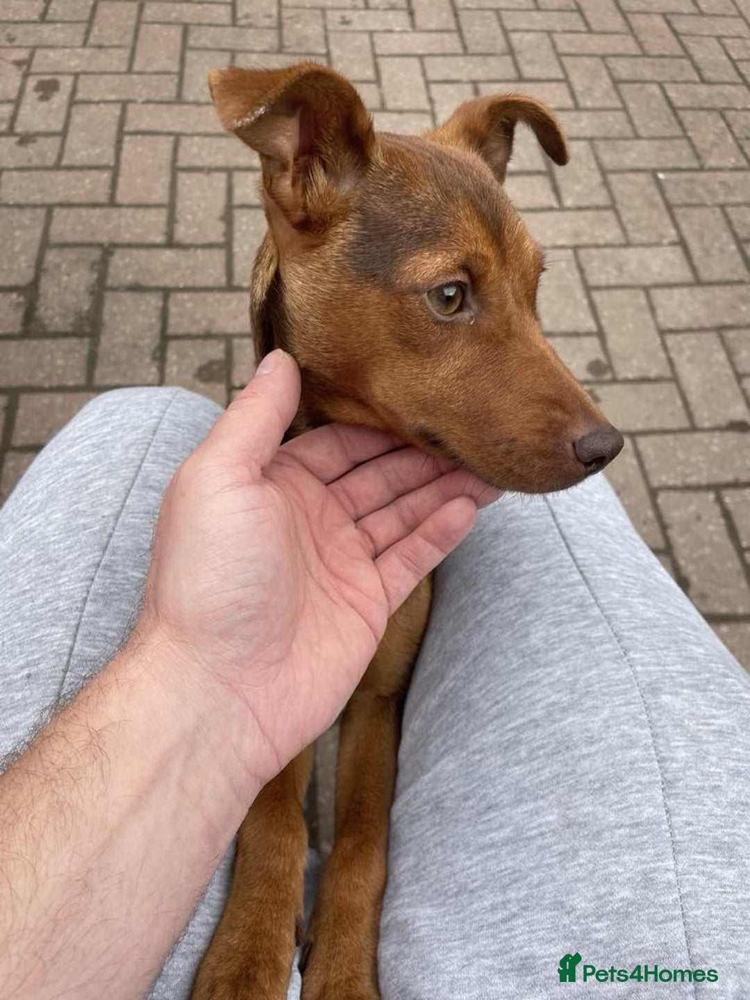 Jack Russell dogs for sale: Jack Russell's from Muchwenlock line - Image 3