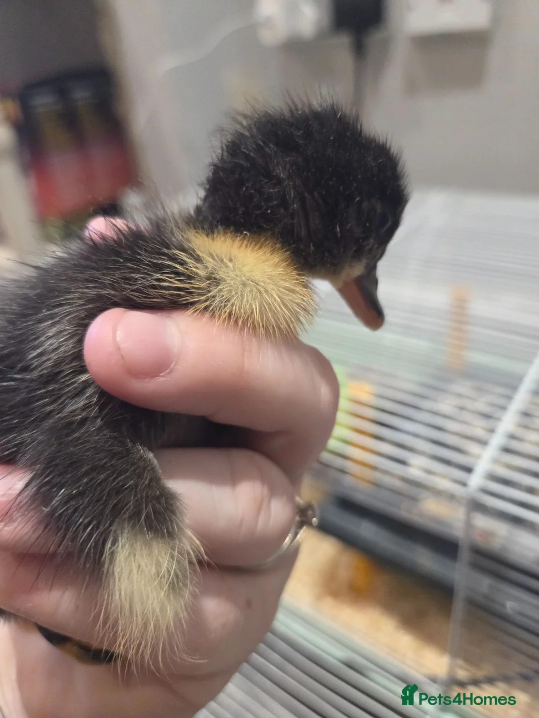 Ducks poultry for sale: Gorgeous unsexed ducklings, 1 week old. - Advert 3
