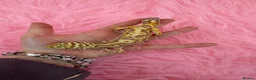 Leopard Gecko reptiles for sale: X2 Female Leopard Gecko's - Advert 8