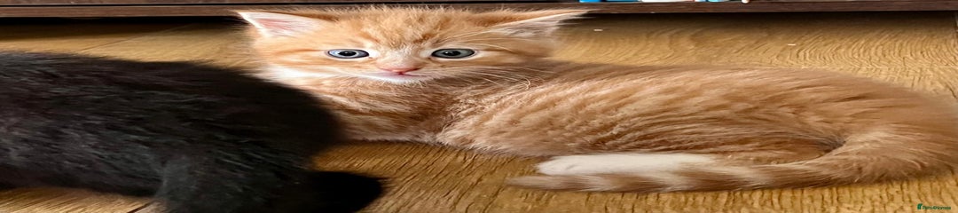 Ginger and white kitty boy 