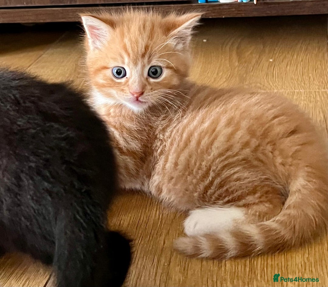 Mixed Breed cats for sale: 7 Beautiful Kittens 2 girls and 5 boys  - Image 8
