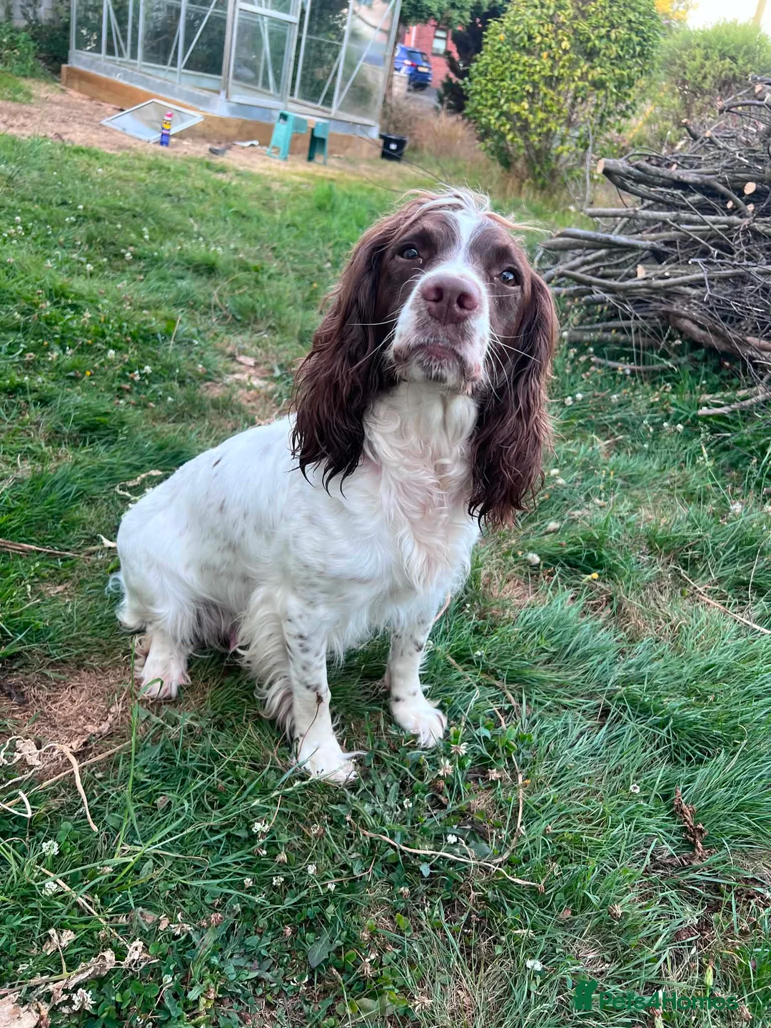 English Springer Spaniel dogs for sale: Pedigree English Springer Spaniel Puppies - Advert 2