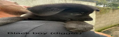 Nickname digger