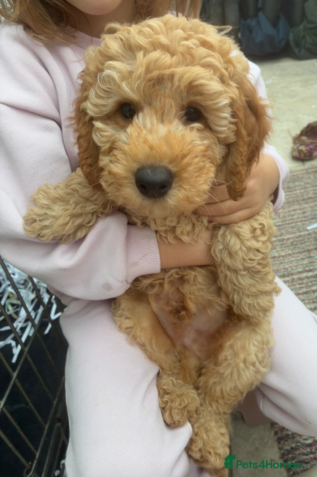 Miniature Poodle dogs for sale:  BOY MINIATURE POODLE AVAILABLE! - Image 4