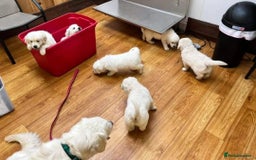 Golden Retriever dogs for sale: BEAUTIFUL HEALTH TESTED GOLDEN RETRIEVERS - Advert 3