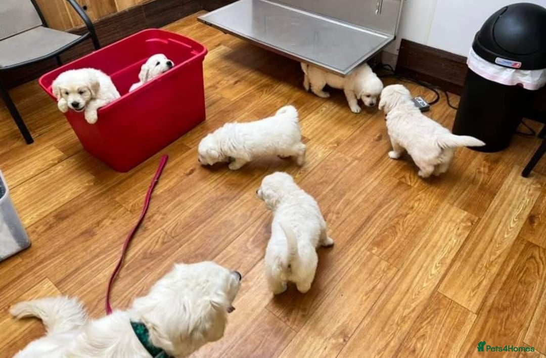 Golden Retriever dogs for sale: BEAUTIFUL HEALTH TESTED GOLDEN RETRIEVERS - Advert 3