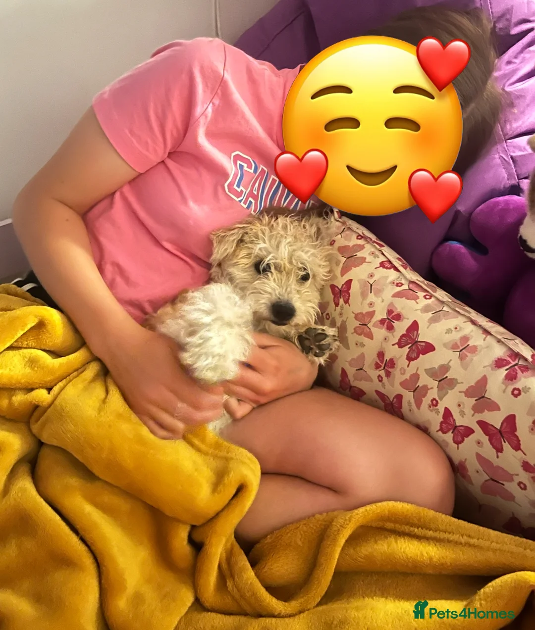 Mixed Breed dogs for sale: Poochon: 87.5% (and 12.5% jack russell) - Advert 2