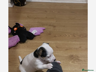 Jack Russell dogs Miniature pure bred jacks Russel original type . - Advert 3