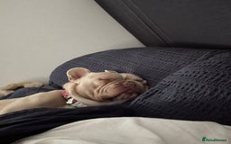 French Bulldog dogs for sale:  2 year old frenchie  in Corby - Image 5