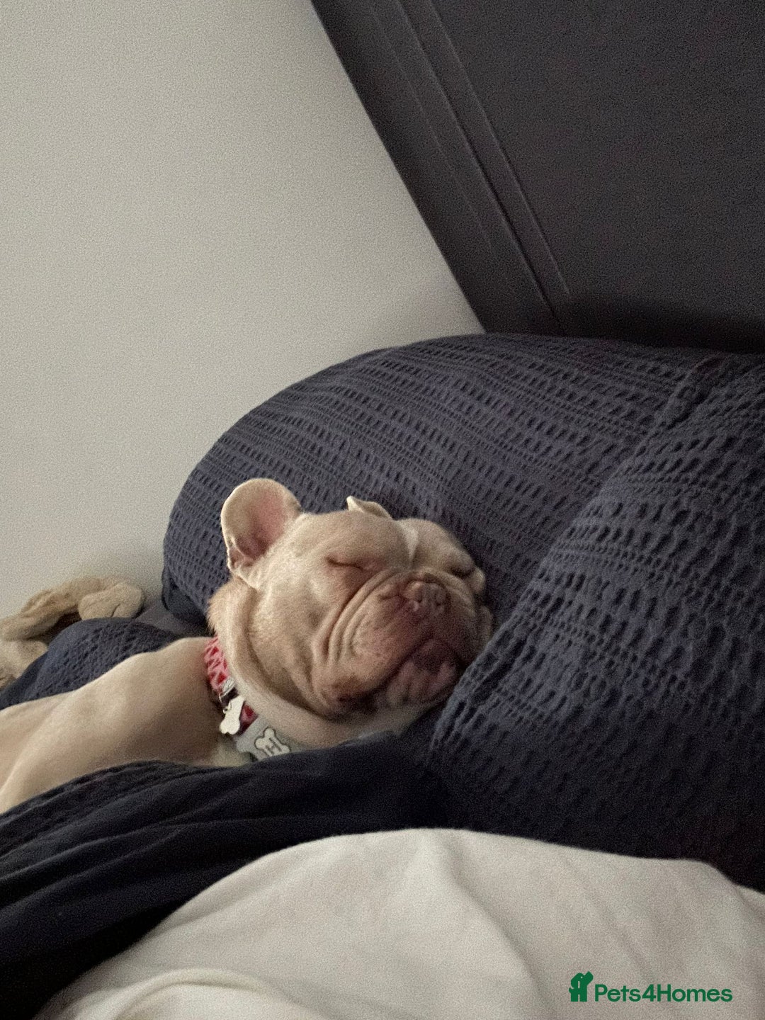 French Bulldog dogs for sale:  2 year old frenchie  in Corby - Image 5