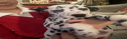 Dalmatian dogs for sale: Dalmatian boys 2 stunning boys left - Advert 3