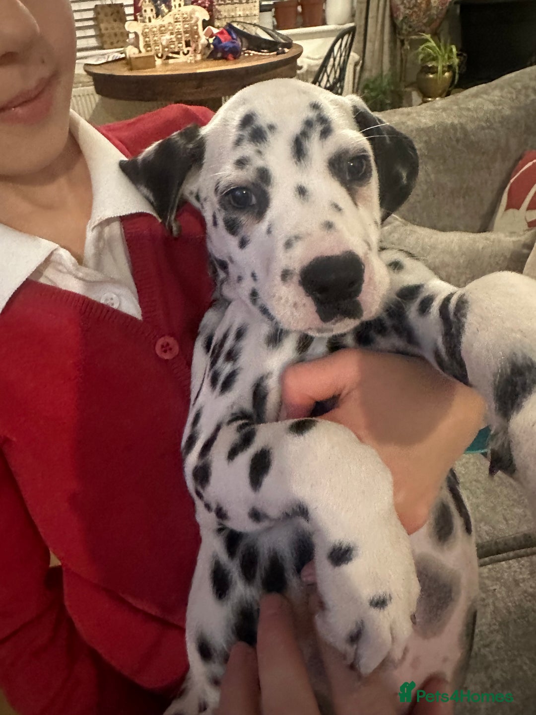 Dalmatian dogs for sale: Dalmatian boys 2 stunning boys left - Advert 3