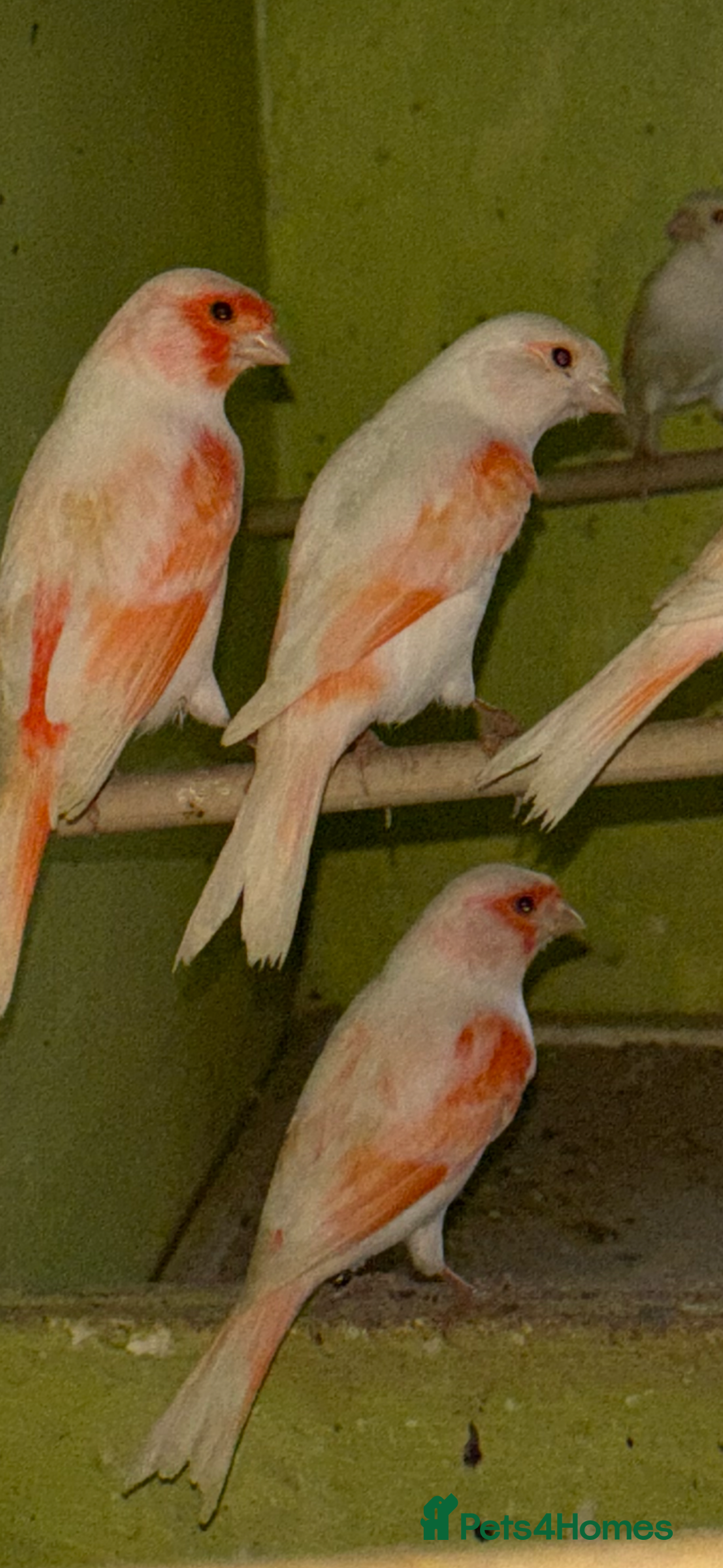 Canaries birds for sale: X11 Irish x4 red mosaic all 2025 and closed rung - Advert 9