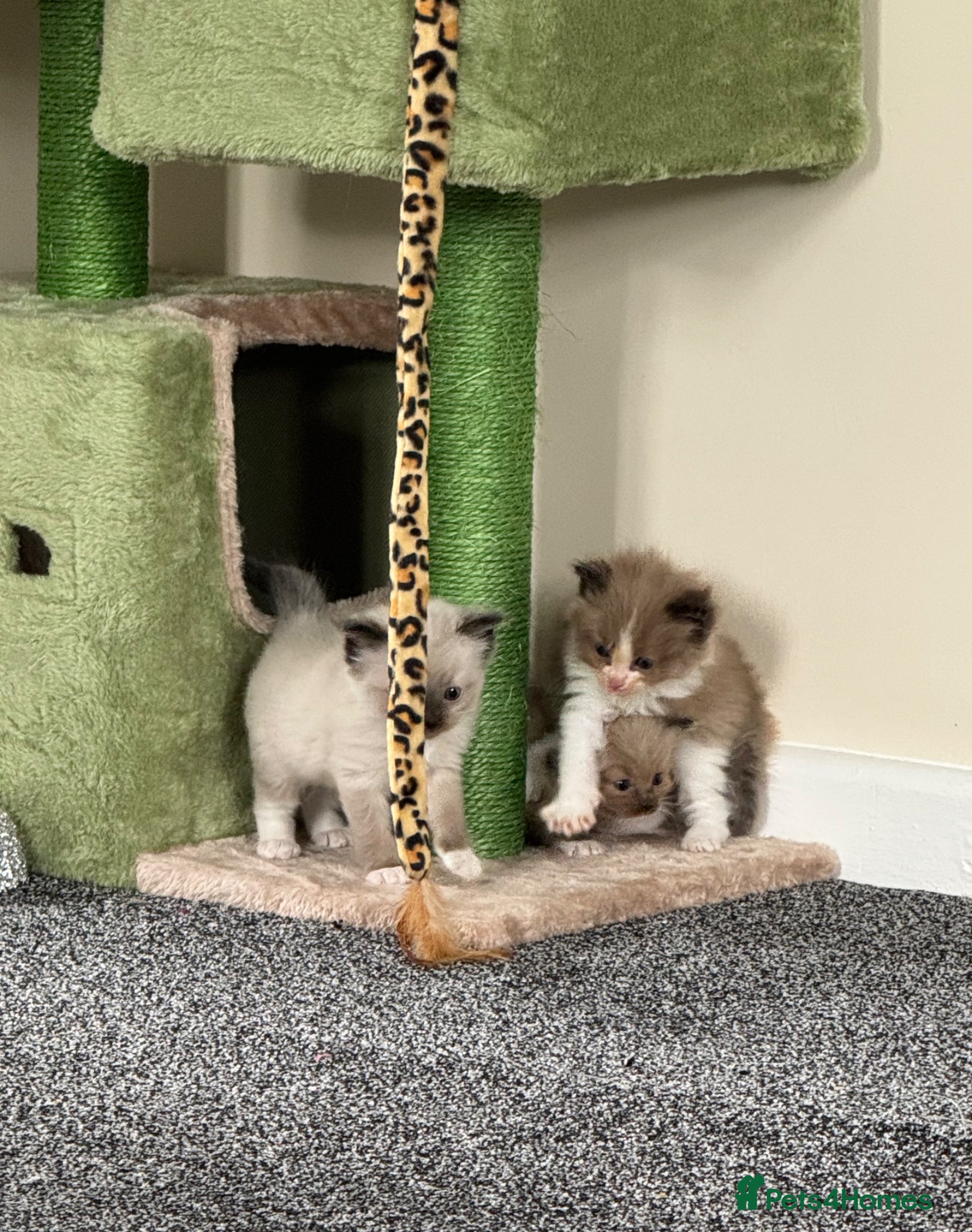 Ragdoll cats Beautiful mink coloured ragdolls kittens  - Advert 9
