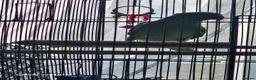 Ringnecks birds for sale: 2 baby ringnecks in Llantwit Major - Advert 5