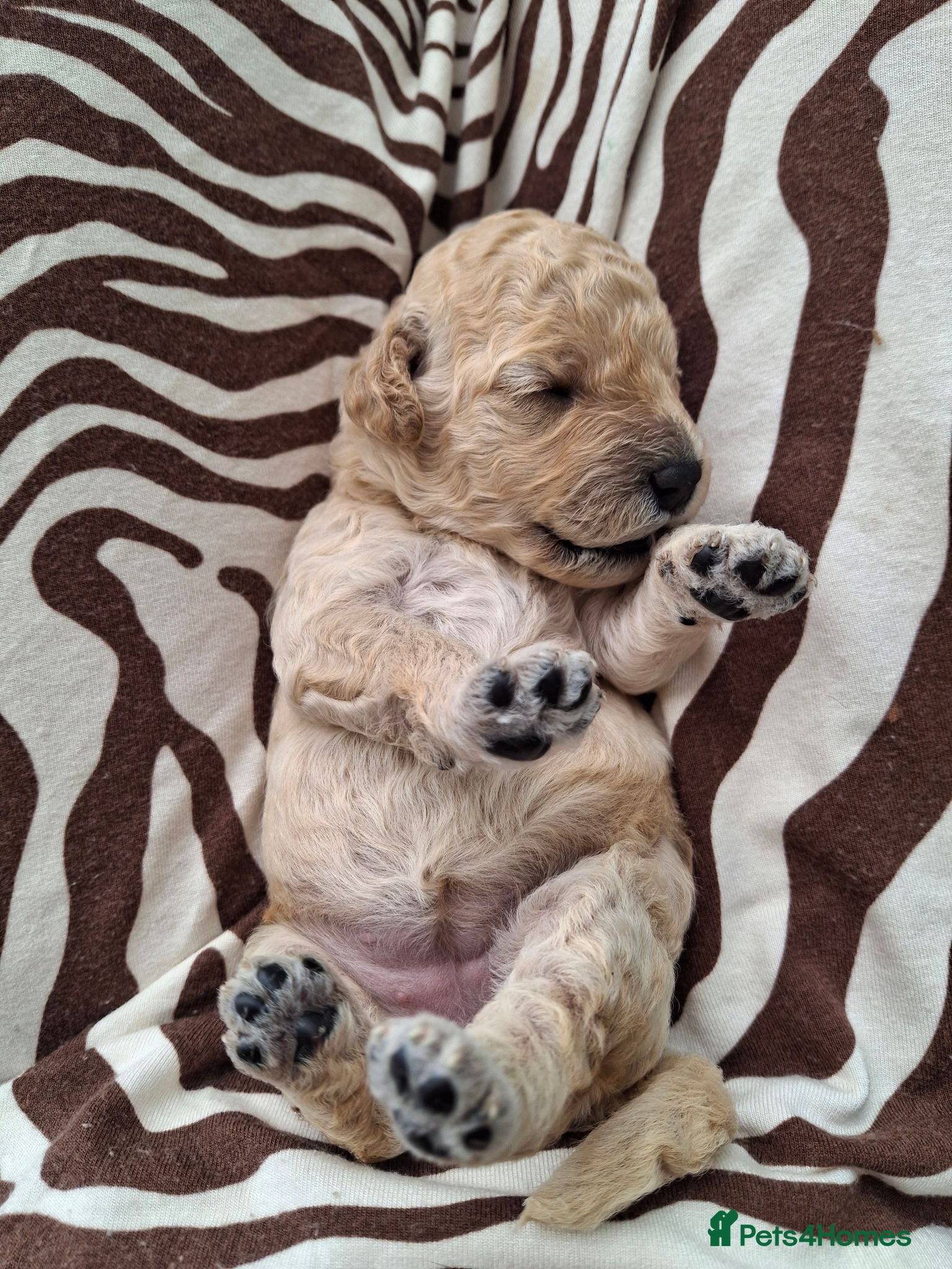Cavapoochon dogs 🐾 Gorgeous Cavapoochon Puppies 🐾 - Advert 8