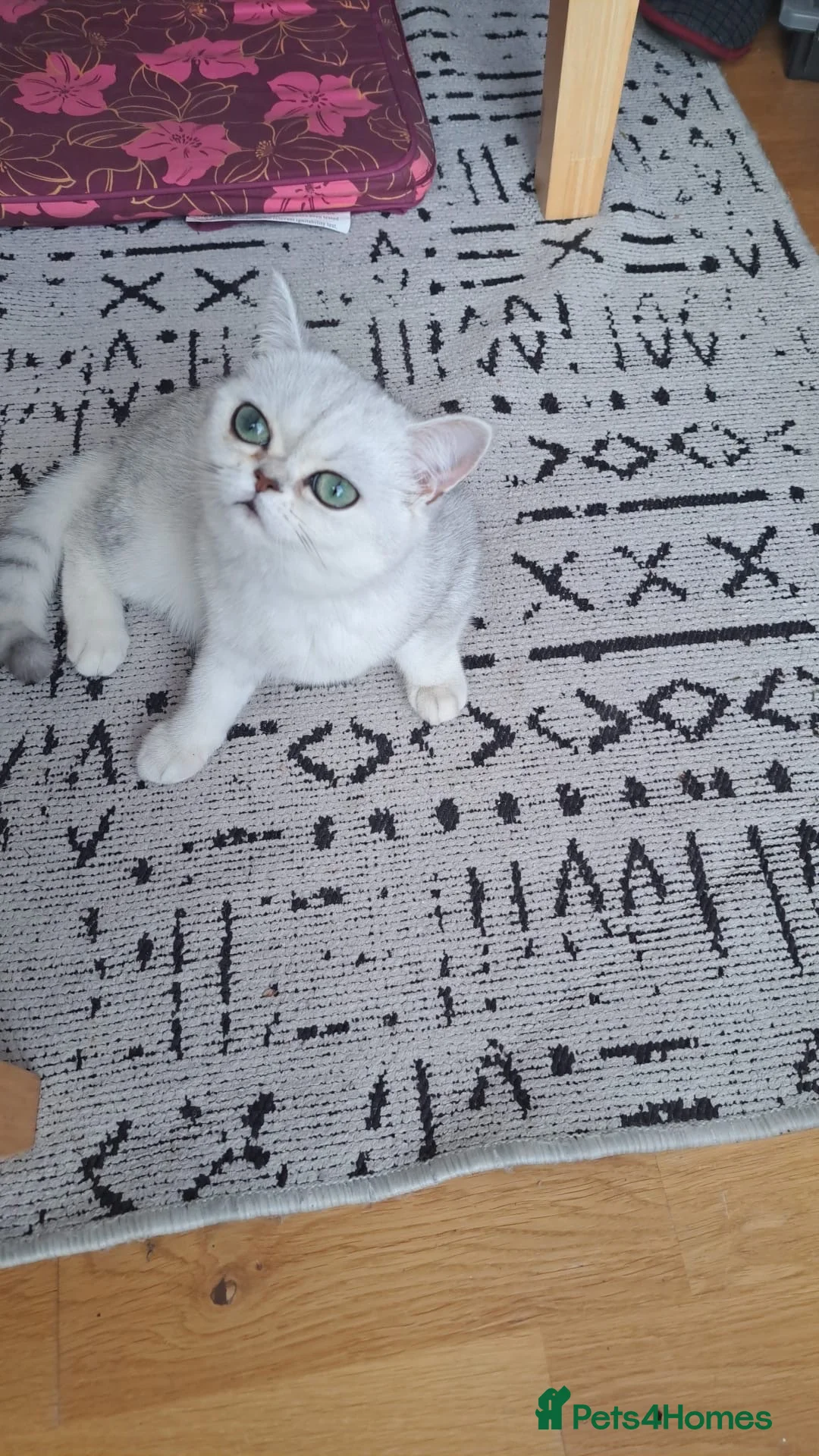 British Shorthair cats for sale: Beautiful British Shorthair Silver Shaded Kittens in Leicester - Advert 18