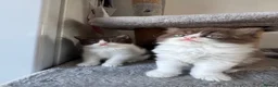 British Shorthair cats for sale: Chocolate British Shorthair Kittens - Advert 4
