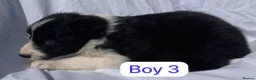 Border Collie dogs for sale: KC registered border collie puppies  - Advert 3