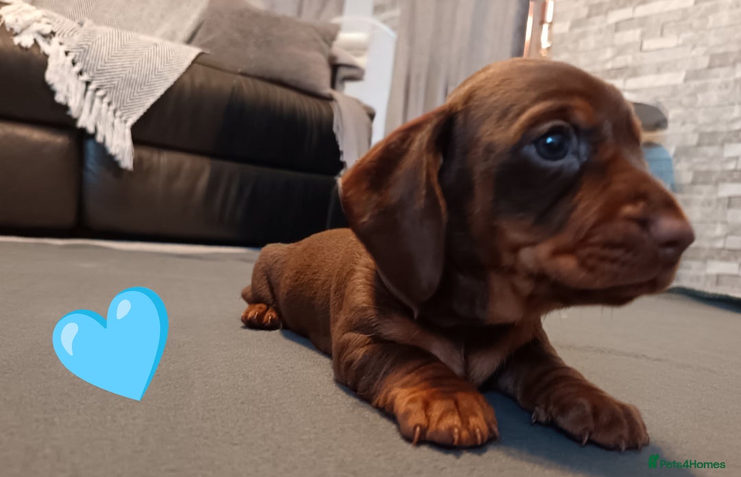 Miniature Dachshund dogs for sale: 2 Beautiful Mini Dachshunds Boys🩵💚 - Image 7