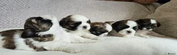 Shih Tzu dogs for sale: Beautiful Purebred Shih Tzu Puppies for Sale - Advert 21