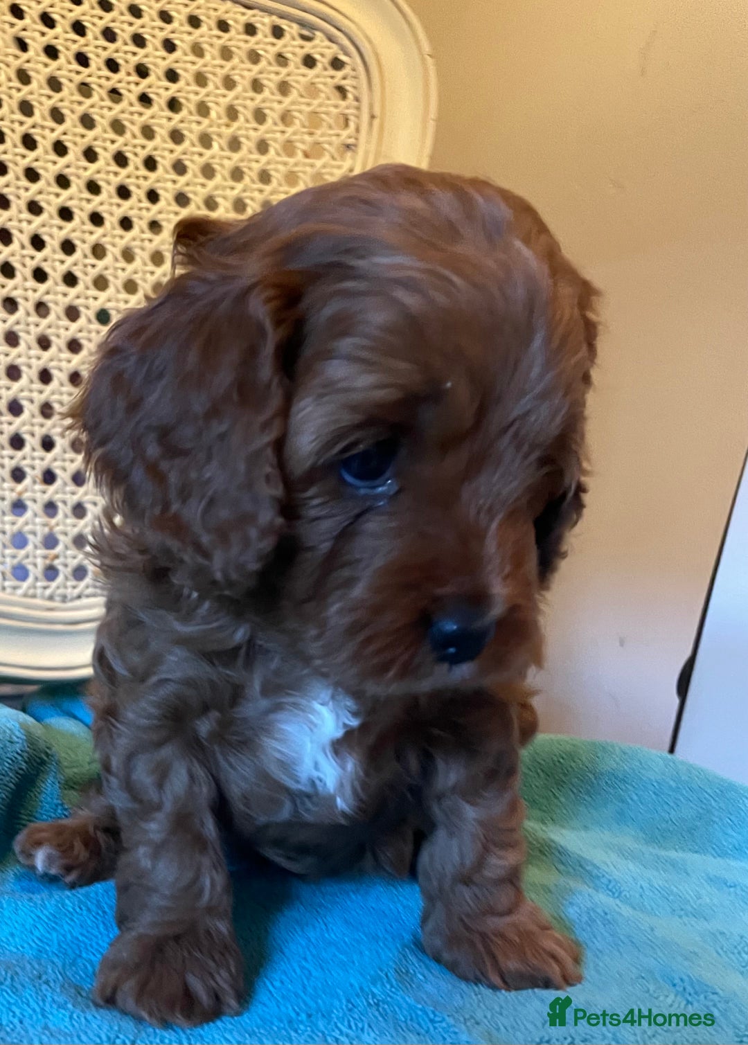 Cavapoo dogs for sale: F1b Cavapoooo  - Advert 5