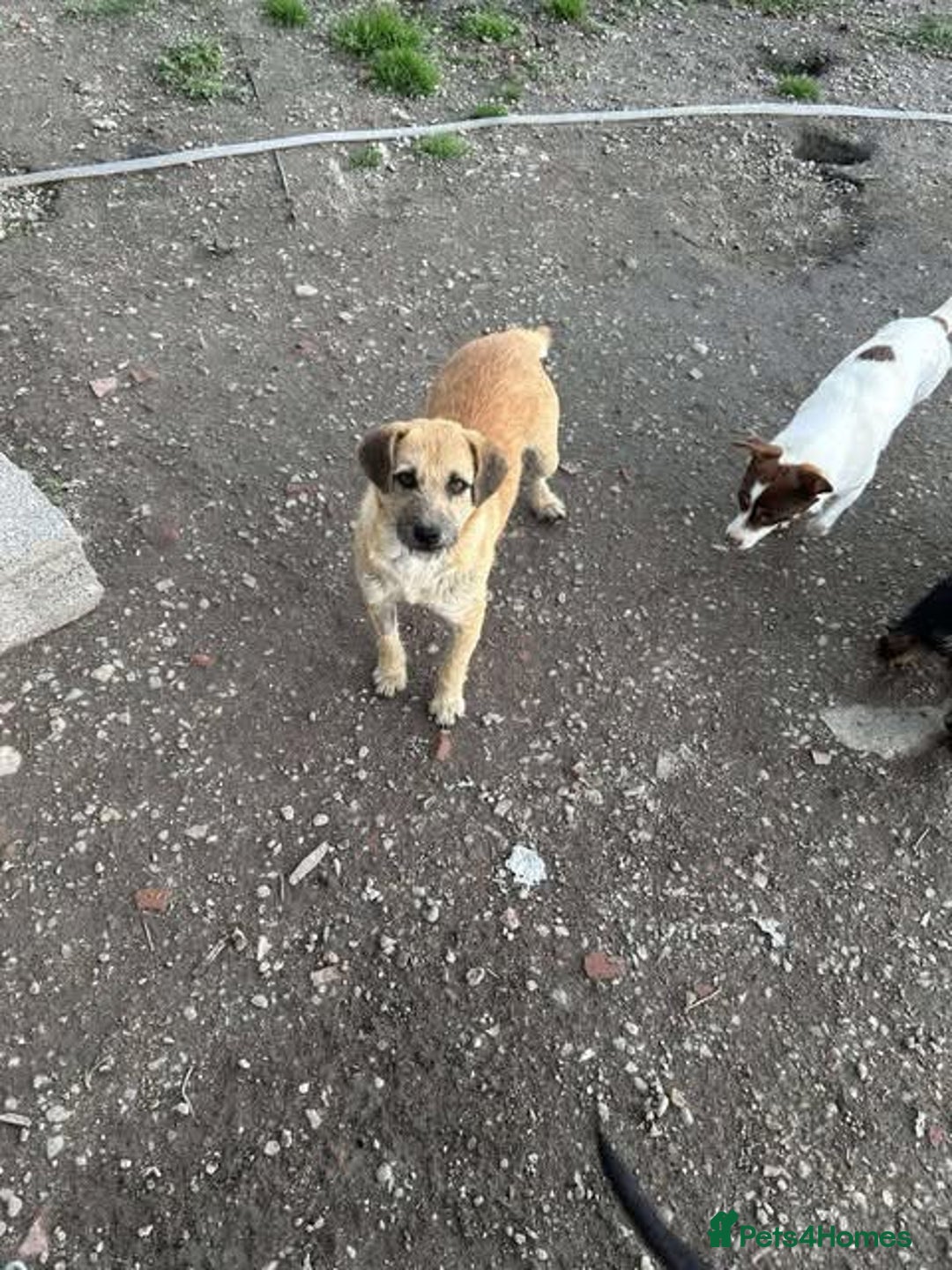 Mixed Breed dogs for adoption: Rescue boy Ethan is looking for his forever home - Advert 11