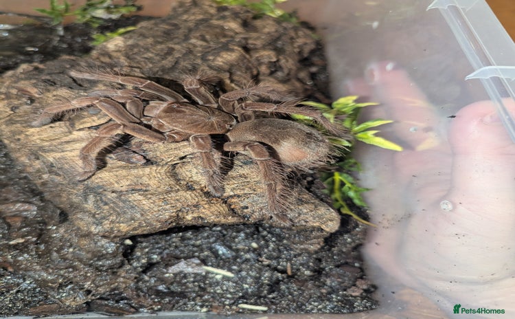 Tarantulas invertebrates - Advert 1