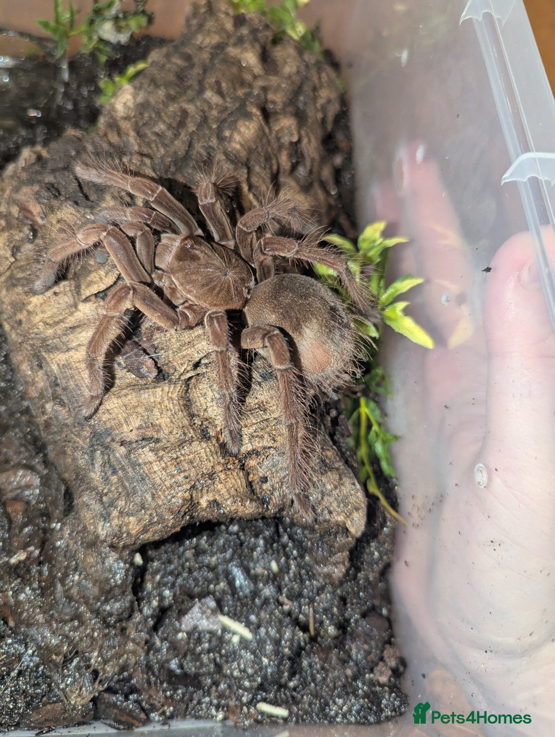Tarantulas invertebrates for sale: Goliath bird eating tarantula  - Image 1