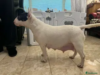 English Bull Terrier dogs KC Registered Puppies - Advert 1