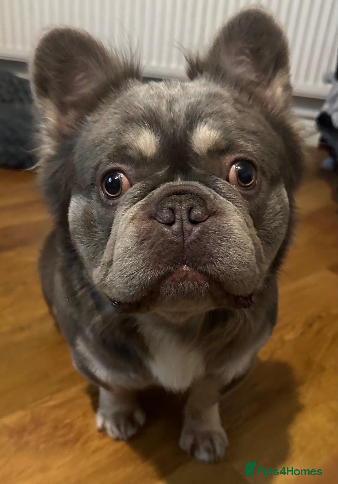 French Bulldog dogs for stud: Wolfie (Wolf of Wallstreet) - Advert 4