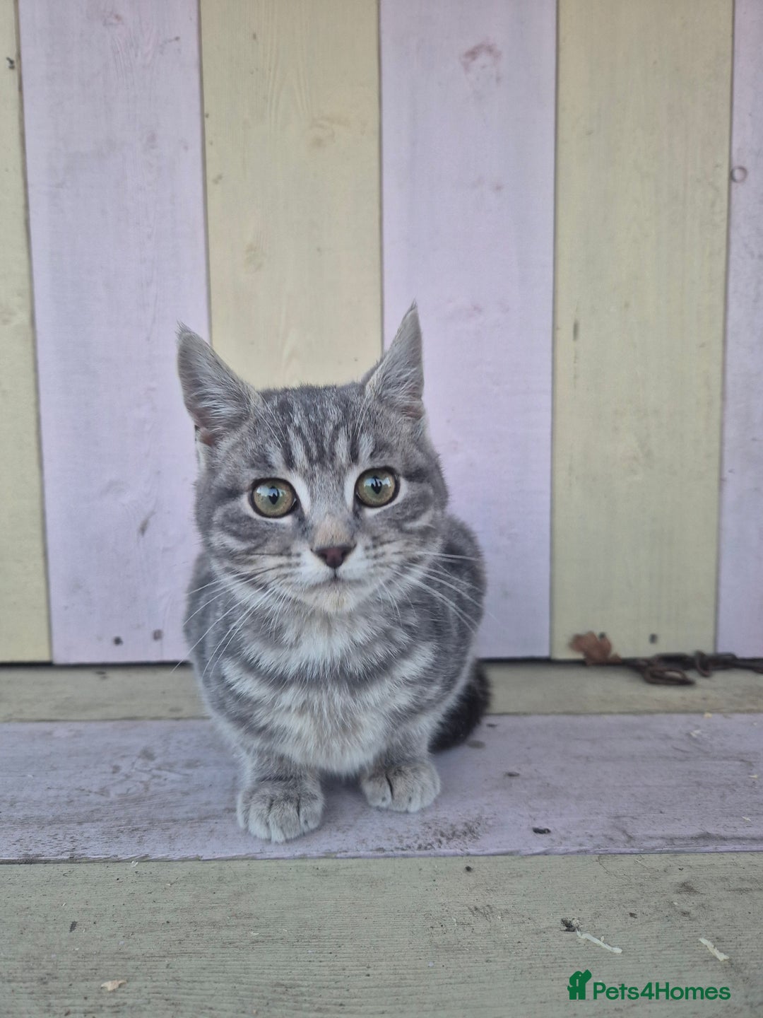 Domestic Shorthair cats for sale: 💙 Stunning boy looking for his furever home 💙 - Advert 4