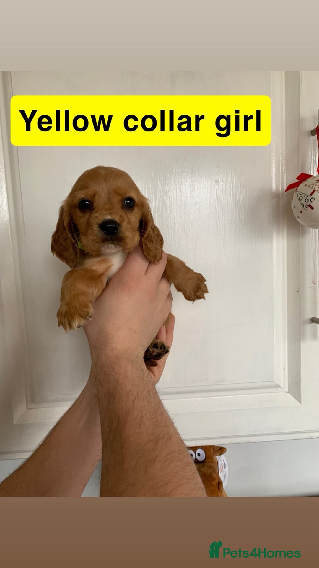 Cocker Spaniel dogs for sale: Showtype cocker spaniels  - Advert 10