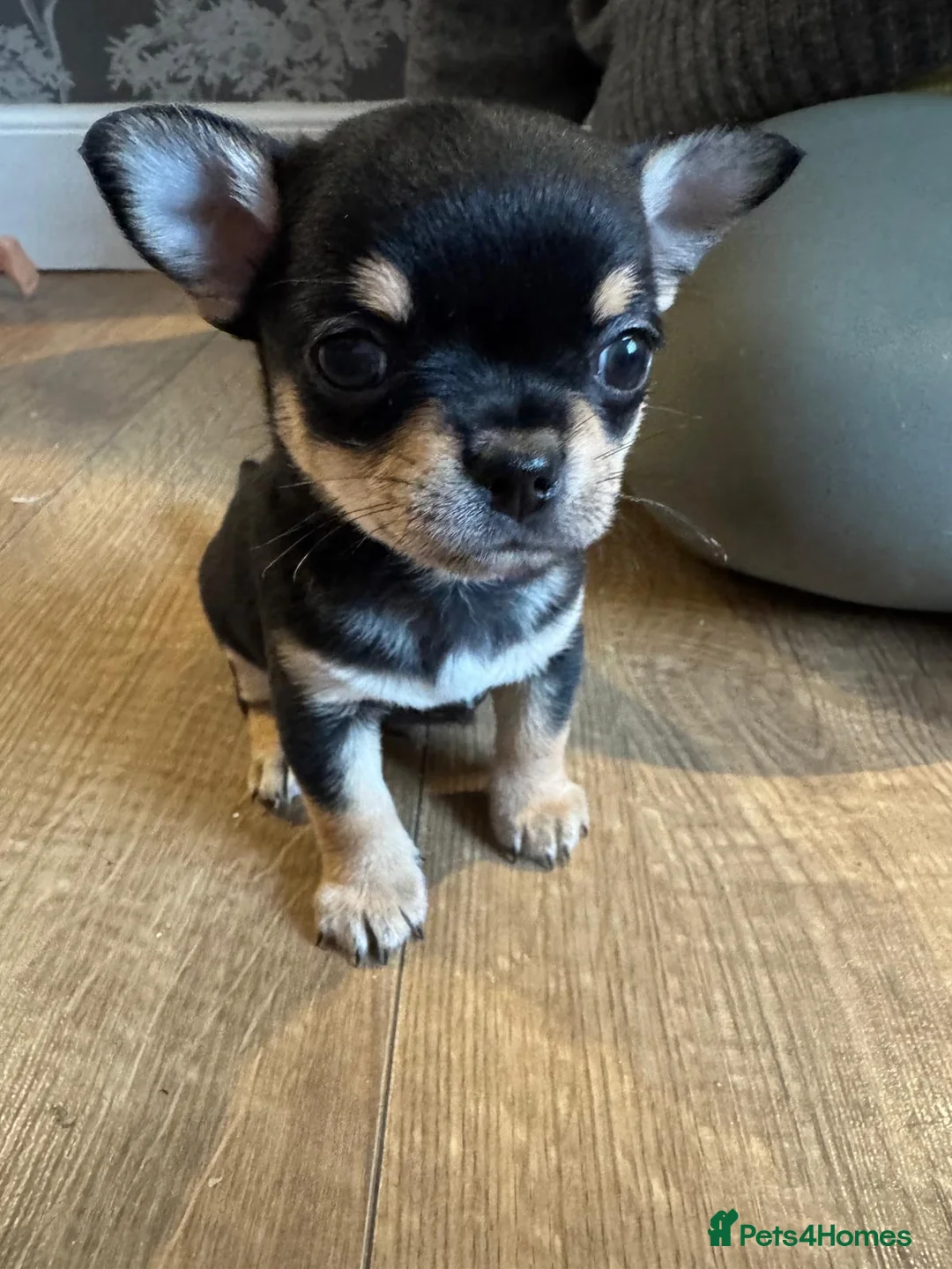 Chihuahua dogs for sale: Chihuahua Litter Due March  - Advert 2