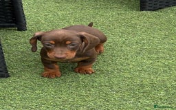 Miniature Dachshund dogs for sale: Miniature dachshunds - Image 5