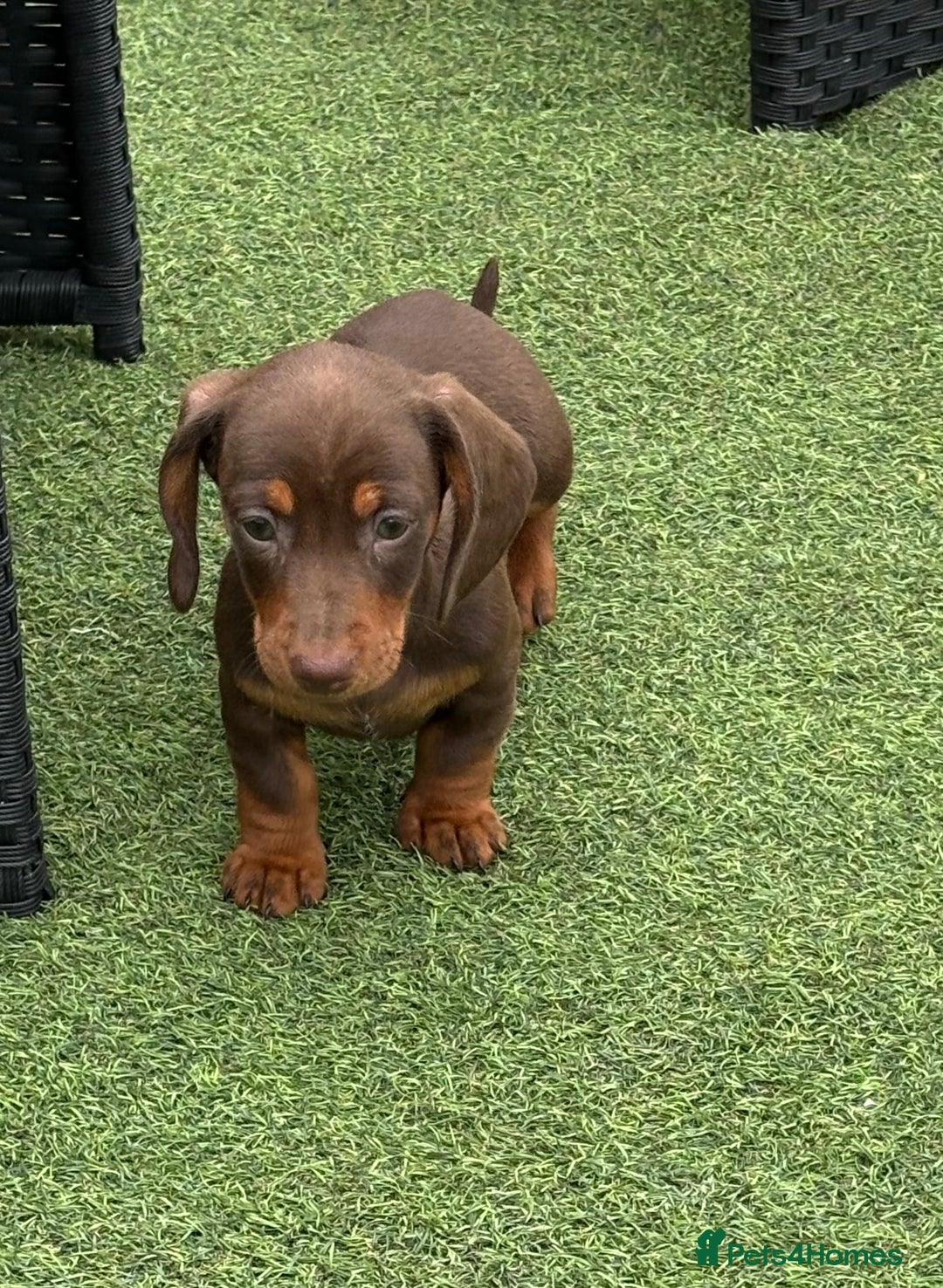 Miniature Dachshund dogs for sale: Miniature dachshunds - Image 5
