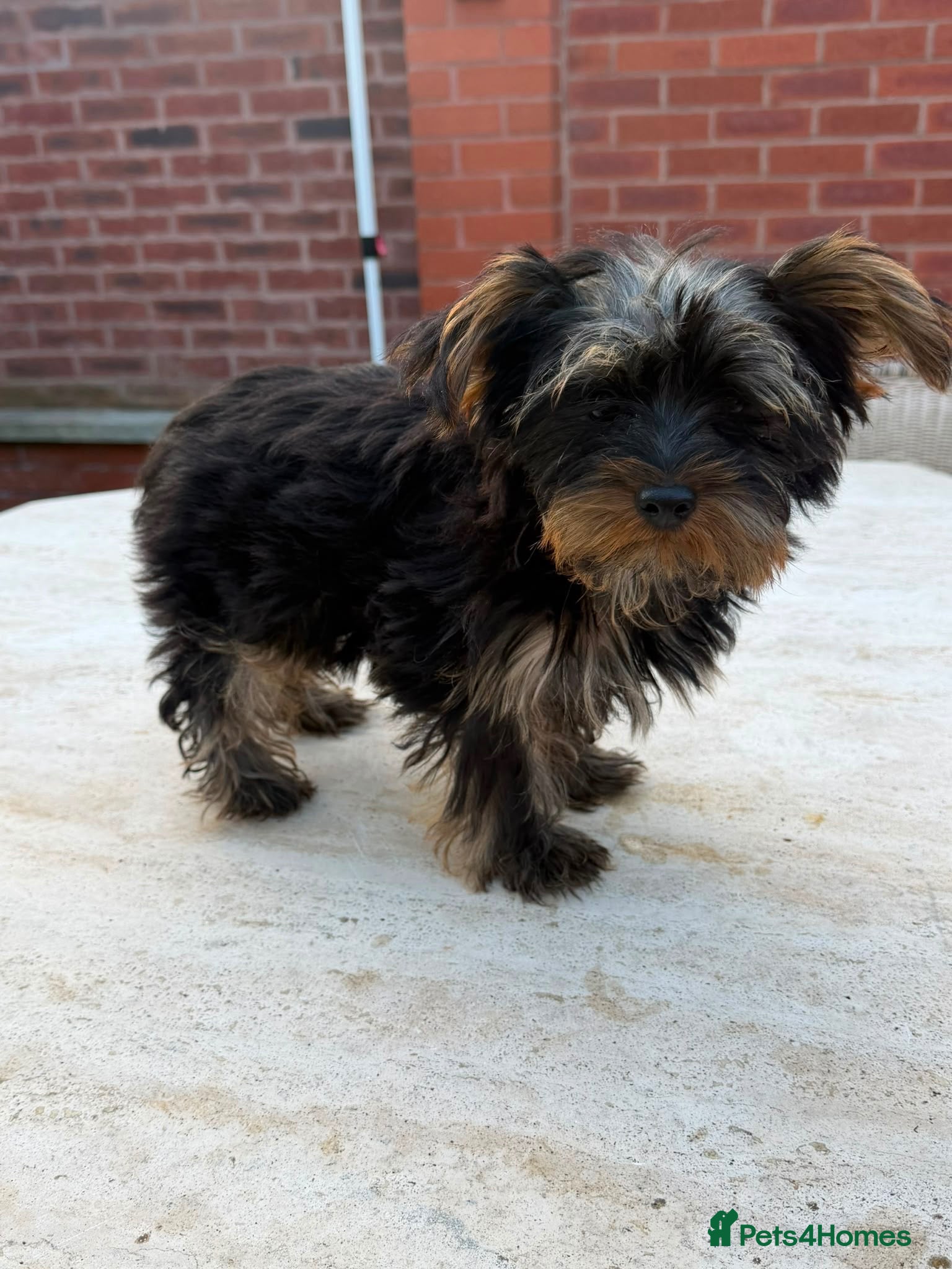 Yorkshire Terrier dogs Beautiful KC Registered Yorkshire Terriers❤️ - Advert 18