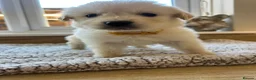 Golden Retriever dogs for sale: Gorgeous golden retriever pups - Advert 36