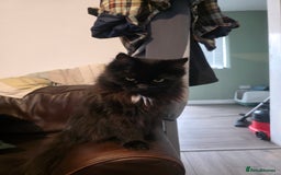 Ragdoll cats for sale: Bruther and sister all black ragdolls - Image 3