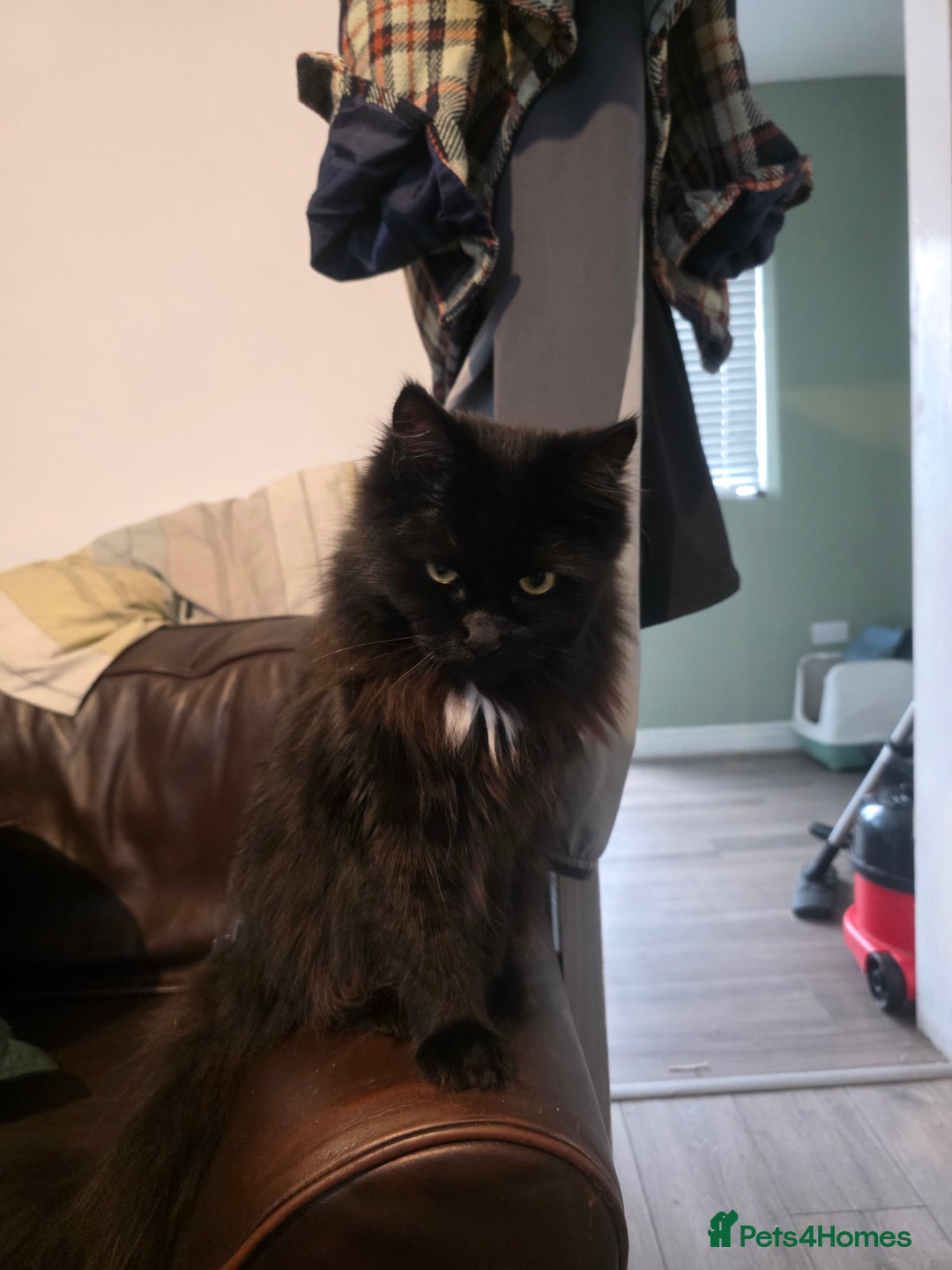 Ragdoll cats for sale: Bruther and sister all black ragdolls - Image 3