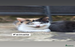 Mixed Breed cats for sale: Purrfect Little kittens Looking for Loving Homes - Image 6