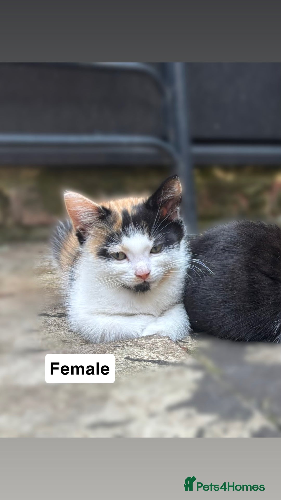 Mixed Breed cats for sale: Purrfect Little kittens Looking for Loving Homes - Image 6