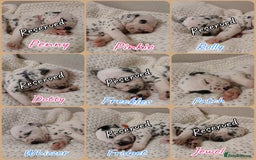 Dalmatian dogs for sale: Pedigree Dalmatian Puppies - Image 8