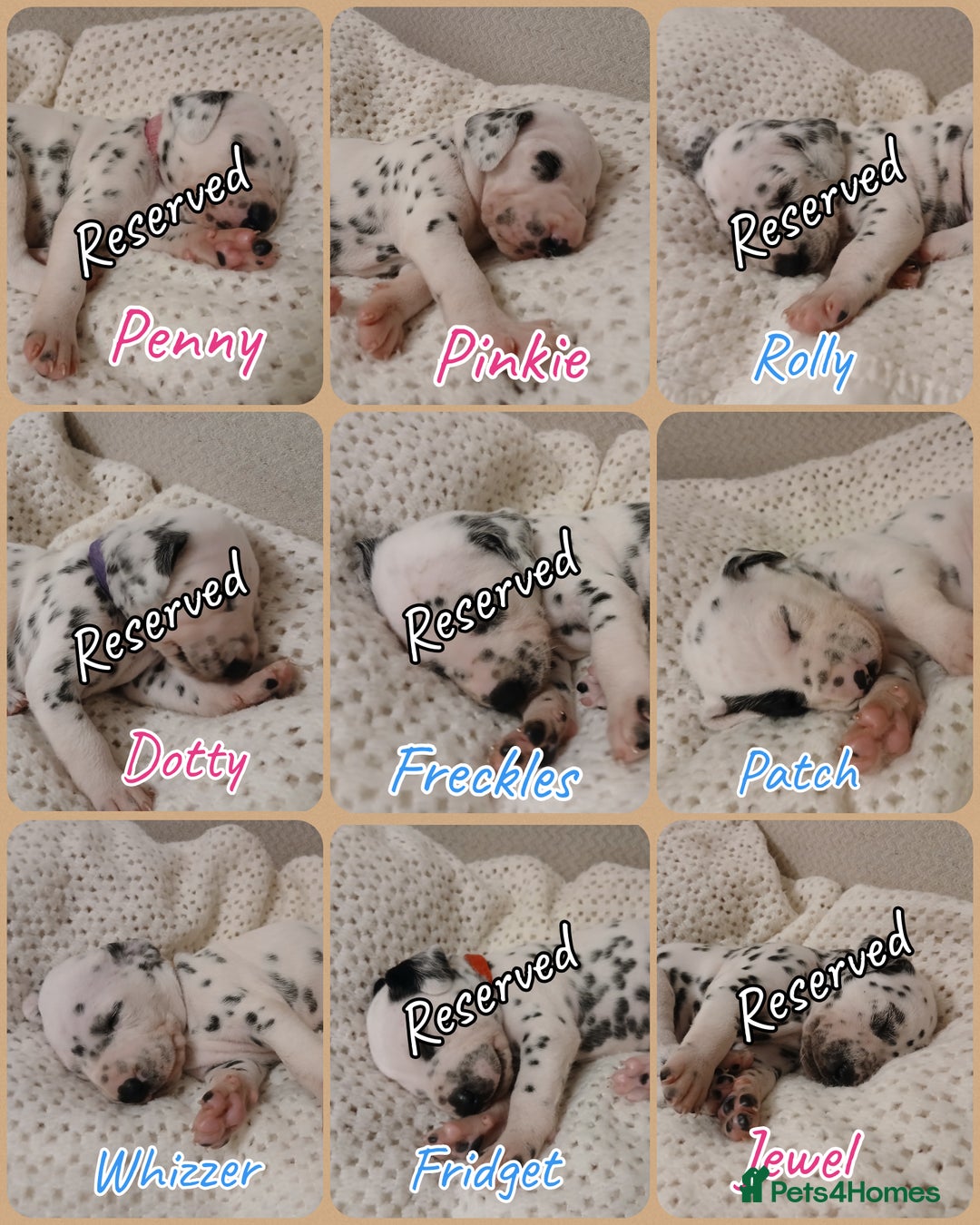 Dalmatian dogs for sale: Pedigree Dalmatian Puppies - Image 8